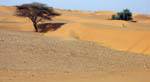 Ensemble de dunes, Route de l'Espoir, Mauritanie.