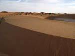 Friselis de dune plate, Route de l'Espoir, Mauritanie.