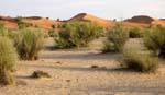 Nature entre sable et dunes, Route de l'Espoir, Mauritanie.