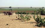 Puits et résultat de l'irrigation, Route de l'Espoir, Mauritanie.