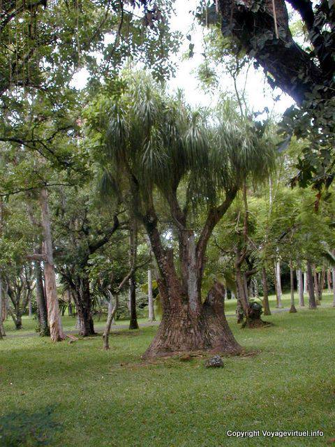 Pamplemousses, monde de Pierre Poivre, botaniste, île Maurice