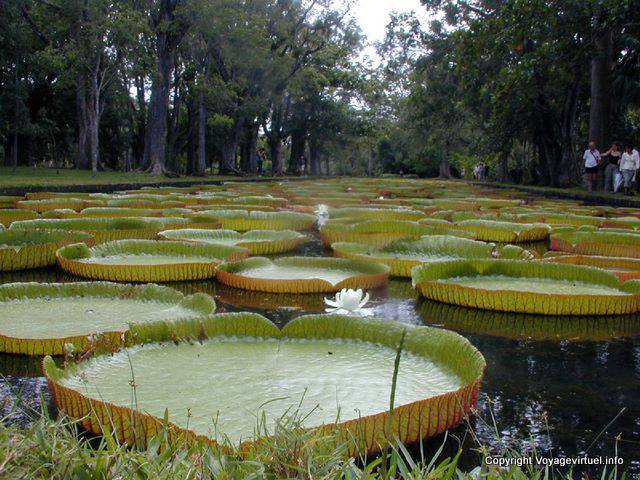 Nénuphars géants Victoria Amazonica, Pamplemousses, île Maurice