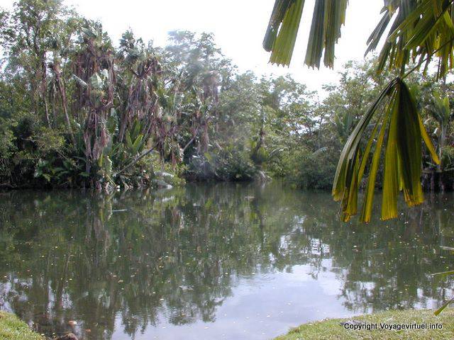 Grand bassin et îlots luxuriants, Jardin Pamplemousses, île Maurice