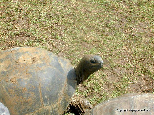 Tortue géante des Seychelles, Pamplemousses, île Maurice