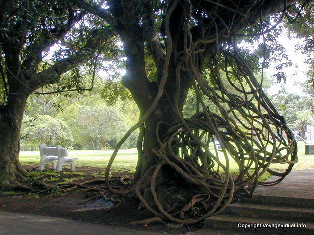 Lianes entrelacées, Jardin de Sir Ramgoolam, Pamplemousses, île Maurice