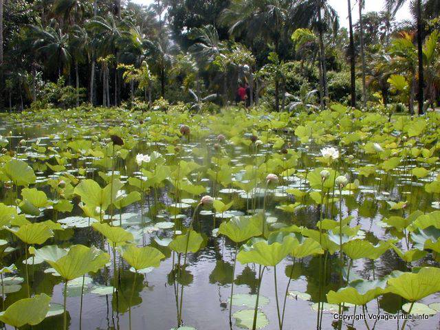 Bassin des Lotus, Pamplemousses, île Maurice