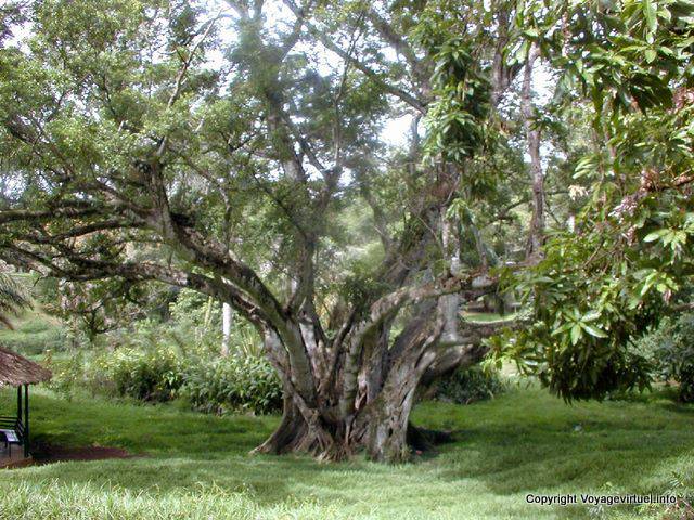Gros arbre du Jardin de Pamplemousses, île Maurice
