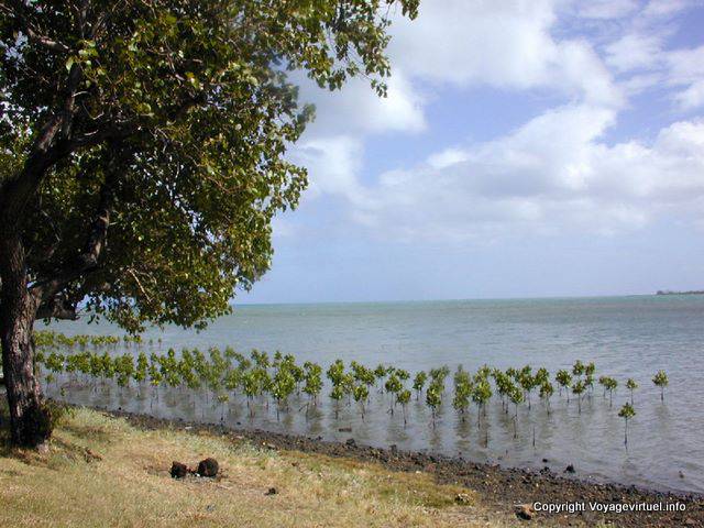 Pousse en mer, Baie Du Cap, île Maurice