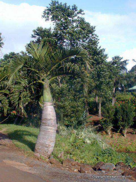 Palmier-bouteille, Chamarel, île Maurice