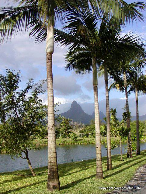 Palmiers sur fond de montagne, paysage vers Flic-en-Flac, île Maurice