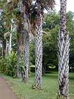Tronc-ananas de palmiers, Jardin de Pamplemousses, île Maurice.