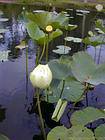 Lotus blanc, Jardin Botanique de Pamplemousses, île Maurice.