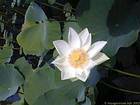 Lotus blanc, Jardins de Sir Ramgoolam, île Maurice.
