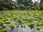 Bassin des Lotus, Pamplemousses, île Maurice.