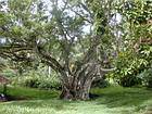 Gros arbre du Jardin de Pamplemousses, île Maurice.