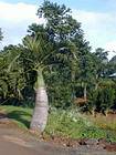Palmier-bouteille, Chamarel, île Maurice.