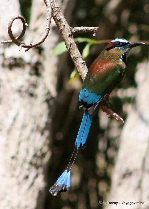 Motmot à sourcil bleu, oiseau, Labná - Mexique