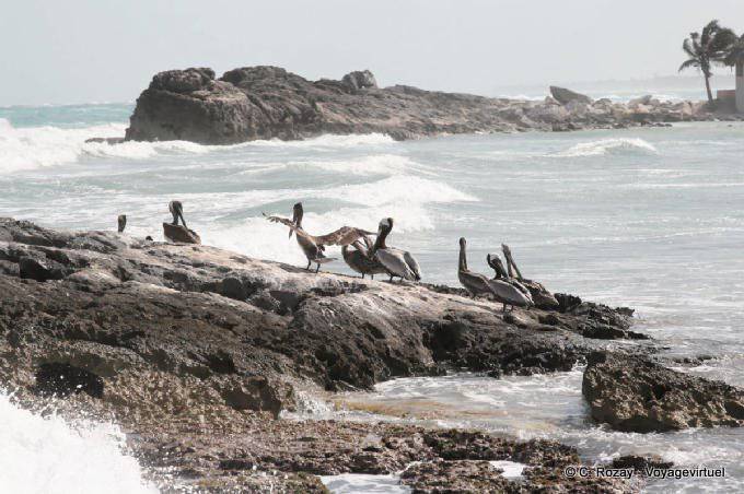 Groupe de pélicans bruns sur les rochers, Tulum - Mexique