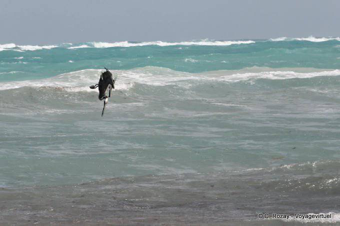 Le plongeon du pélican, Tulum - Mexique