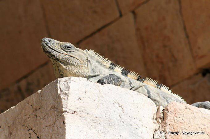 Iguane dans le Palais, Uxmal - Mexique
