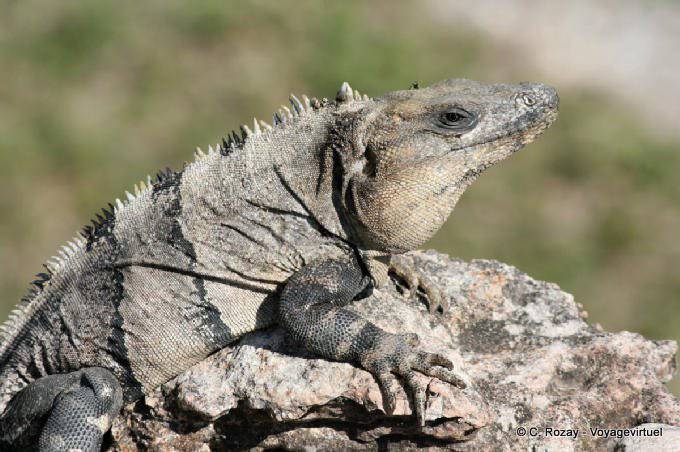 Iguane sur une pierre, Uxmal - Mexique