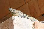 Iguane dans le Palais, Uxmal, Mexique.