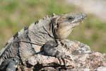Iguane sur une pierre, Uxmal, Mexique.
