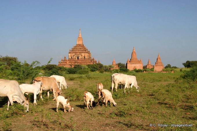 Troupeau paissant sur le site archéologique de Bagan - Myanmar (Birmanie)