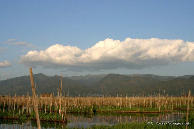 Les jardins flottants ancrés sur des bambous plantés dans la vase, lac Inlé - Myanmar (Birmanie)