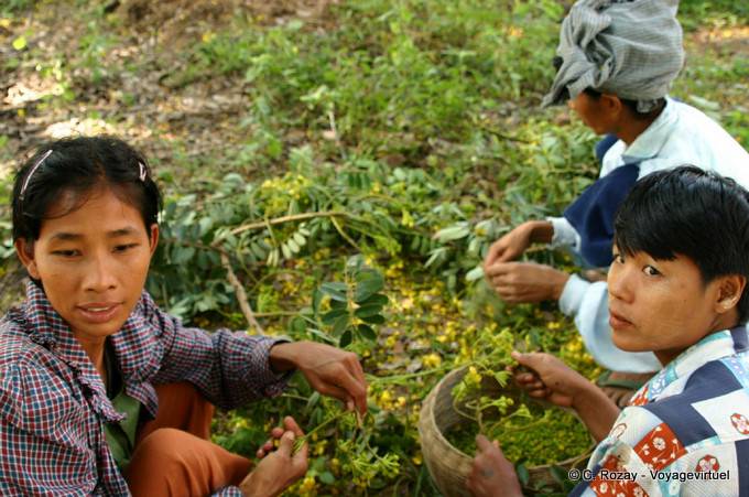 Récolte à Mingun, Mandalay - Myanmar (Birmanie)