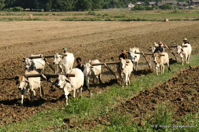 Boeufs, labours et laboureurs à Ava, Mandalay - Myanmar (Birmanie)