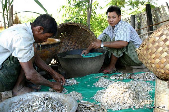 Tri des poissons à Inwa, Mandalay - Myanmar (Birmanie)