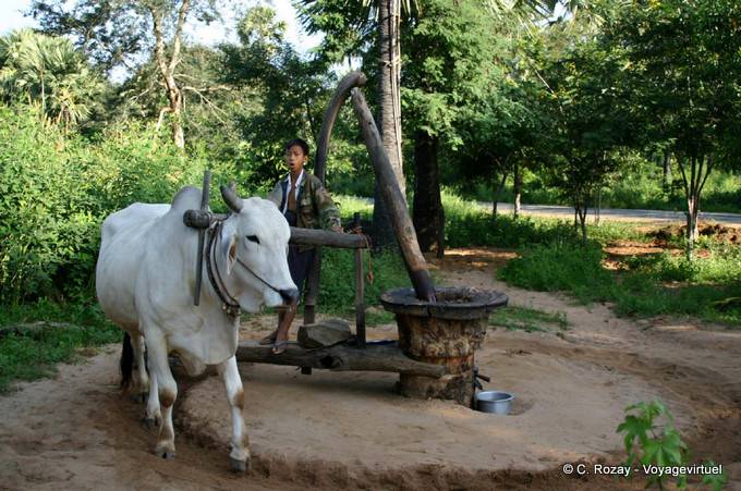 Pressoir animé par un zébu sur la route Byat Ta Pan Sat (environ du Mt Popa) - Myanmar (Birmanie)