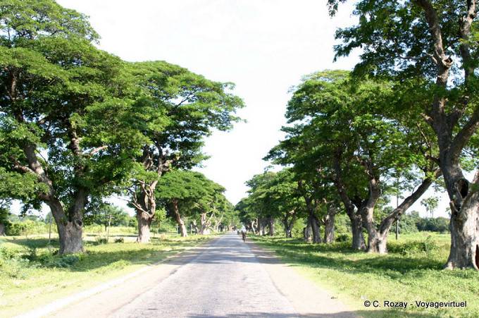 Route aux arbres centenaires entre Bagan et le mont Popa - Myanmar (Birmanie)