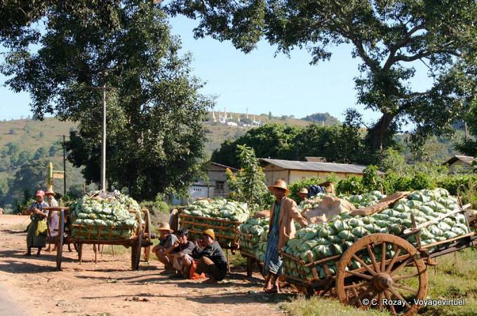 Charettes de choux à vendre, environs de Pindaya - Myanmar (Birmanie)