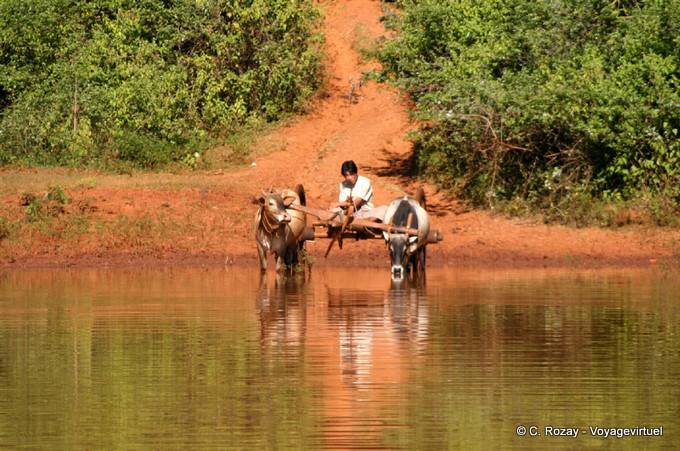 Attelage s'abreuvant dans une mare, région de Pindaya - Myanmar (Birmanie)