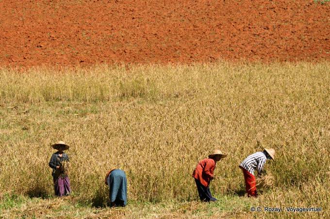 Terre rouge et paysannes pendant la récolte, Pindaya - Myanmar (Birmanie)