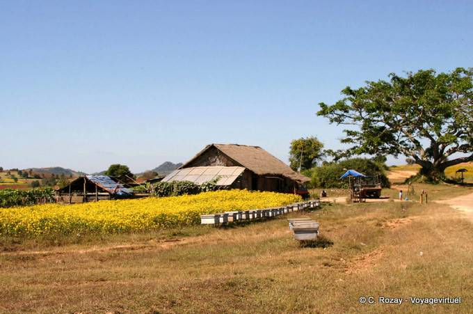 Ferme birmane, Pindaya - Myanmar (Birmanie)