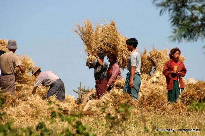 Scène de récolte vers Aungnan, Pindaya - Myanmar (Birmanie)