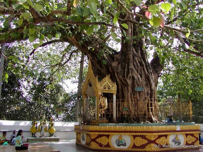 Arbre bodhi sacré situé à l'angle sud-est de la pagode de Shwedagon, Rangoon - Myanmar (Birmanie)