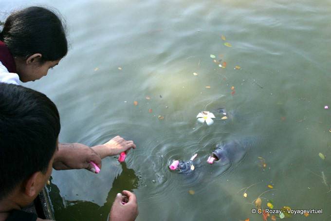 Repas de fleurs pour les carpes du lac Kandawgyi, Yangon - Myanmar (Birmanie)