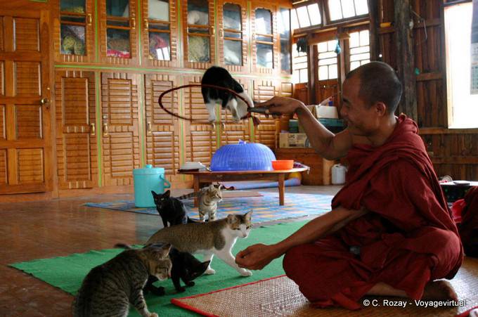 Moine dresseur de chats sauteurs au monastère Nga Phe Chaung, lac Inlé, Sagar - Myanmar (Birmanie)
