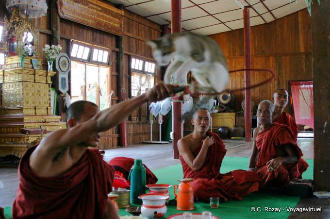 Chat qui saute dans un cerceau, monastère Nga Phe Chaung, lac Inlé, Sagar - Myanmar (Birmanie)