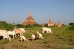 Troupeau paissant sur le site archéologique de Bagan, Birmanie.