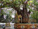 Arbre bodhi sacré situé à l'angle sud-est de la pagode de Shwedagon, Rangoon, Birmanie.