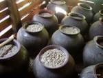 Fermentation du riz avant distillation sur les rives du lac Sankar (Sagar), Birmanie.