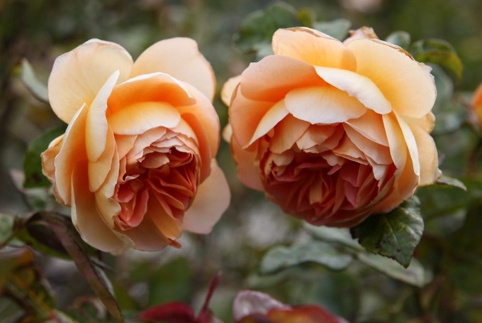 Trevor Griffiths Rose Garden, Timaru, Canterbury - Nouvelle-Zélande