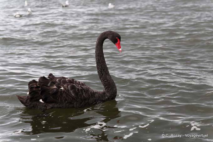 Cygne Noir au bord du lac , Rotorua - Nouvelle-Zélande