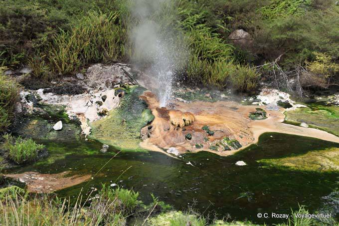 Geyser Tarawera, Waimangu Volcanic Valley, Rotorua - Nouvelle-Zélande
