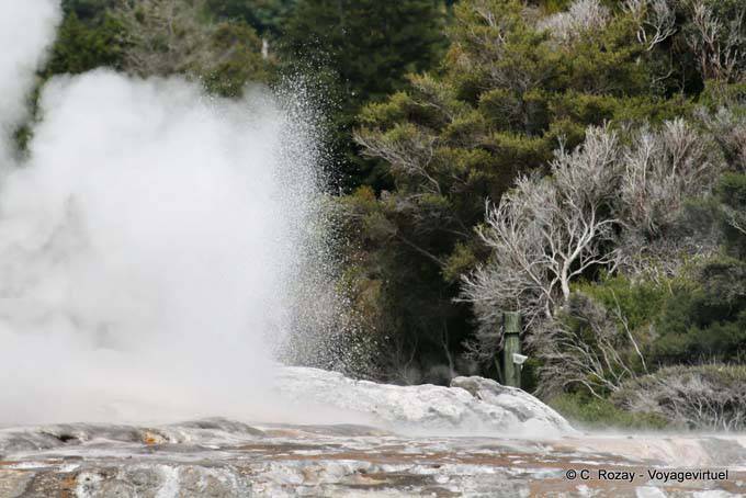 Pohutu geyser, Whakarewarewa Geyser, Rotorua - Nouvelle-Zélande